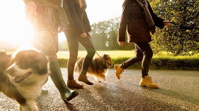 Walks near me; group with dogs